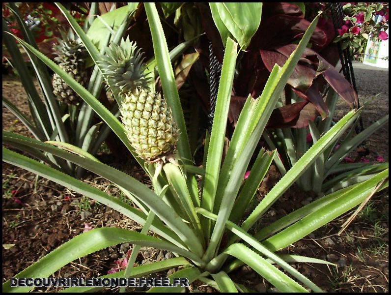 Polynesie Francaise/images/Agriculture ananas	