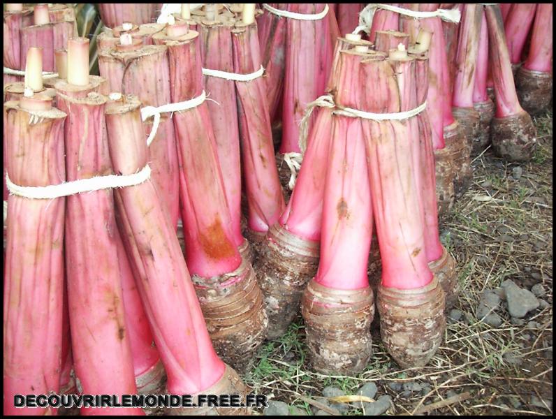 Polynesie Francaise/images/Agriculture taro	