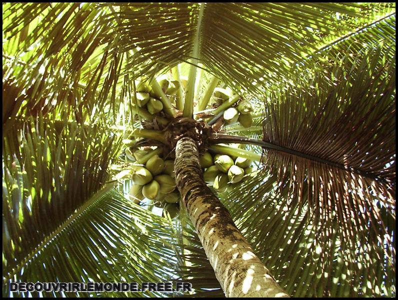 Polynesie Francaise/images/Arbre 2 cocotier	