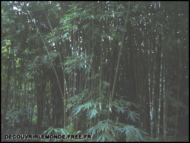 Polynesie Francaise/images/Arbre bambou	