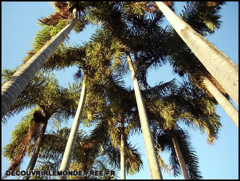 Polynesie Francaise/images/Arbre	