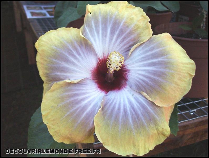 Polynesie Francaise/images/Fleurs 49 hibiscus	