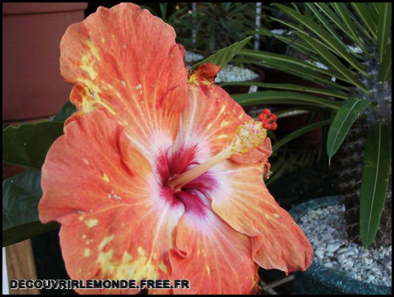 Polynesie Francaise/images/Fleurs 50 hibiscus	