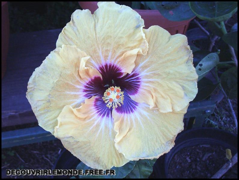 Polynesie Francaise/images/Fleurs 51 hibiscus	