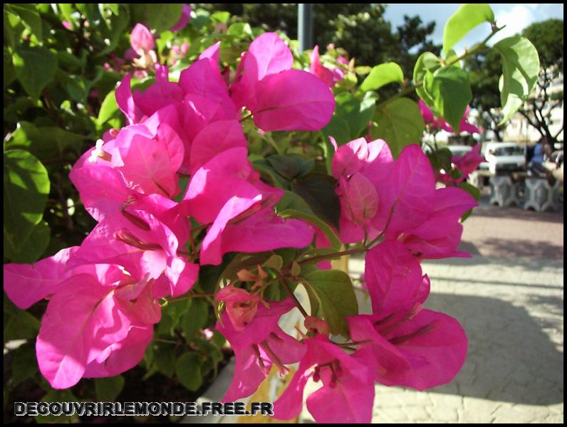 Polynesie Francaise/images/Fleurs bougainville	