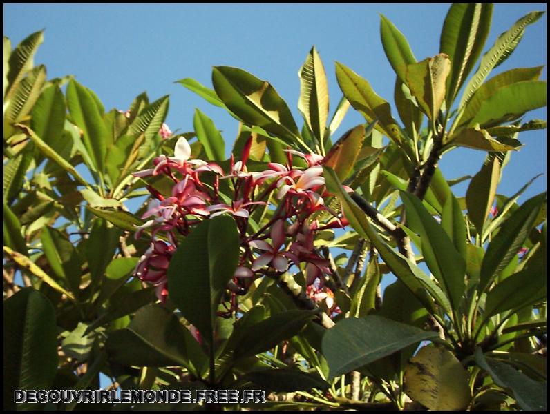 Polynesie Francaise/images/Fleurs frangipanier	