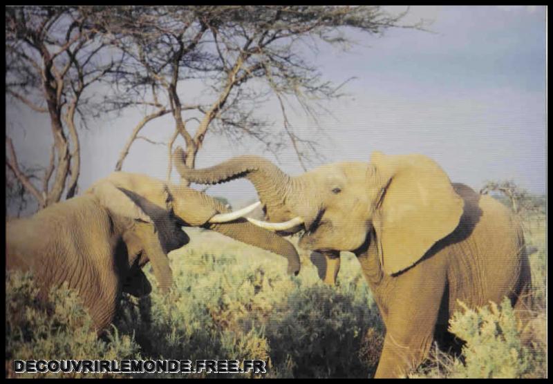 Precedents voyages/images/Elephants	
