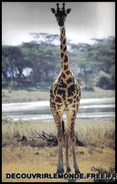 Precedents voyages/images/Girafe	