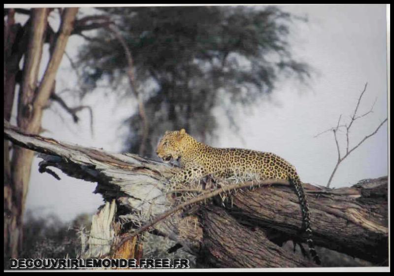 Precedents voyages/images/Leopard	