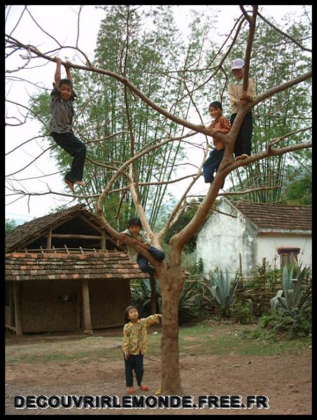Vietnam Hanoi Sapa Tour En Moto/images/IMAG1971 Tour En Moto jour 3 enfants dans l arbre	